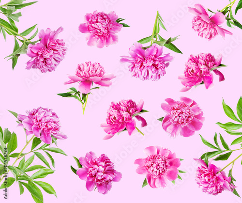 Set of many pink peonies