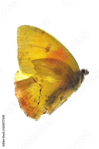 Mariposa