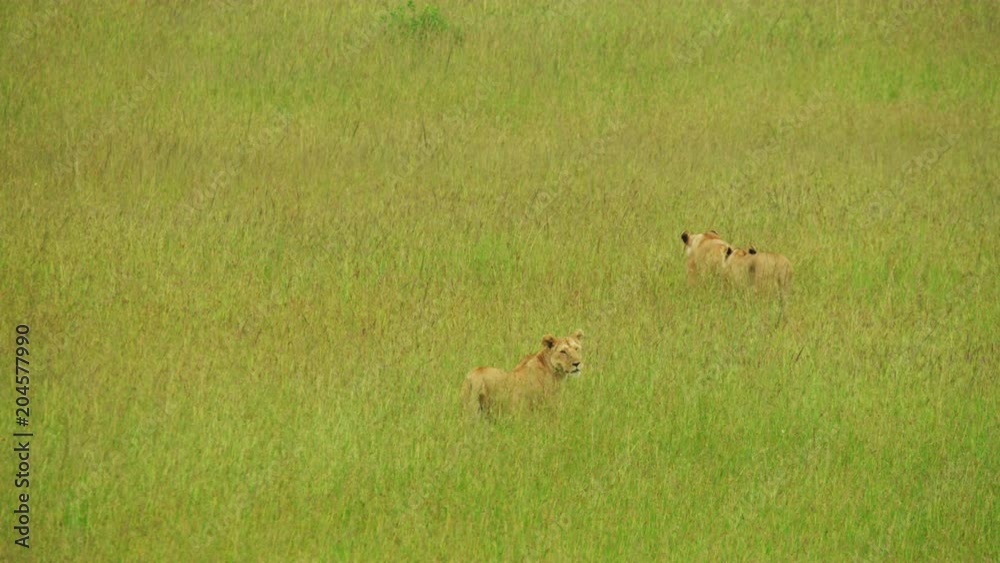 Lionesses walking in the plains Lionesses walking in the plains