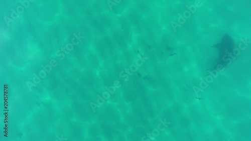 Wallpaper Mural aerial view of a Bull Shark (Carcharhinus leucas). reefs of the Sea of Cortez, Pacific ocean. Cabo Pulmo, Baja California Sur, Mexico. The world's aquarium. Torontodigital.ca