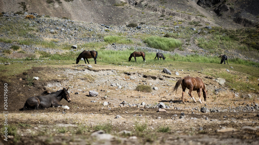 Fototapeta premium Herd of wild horses on pasture in mountain area