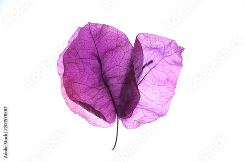 Flor