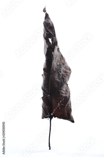 Hoja