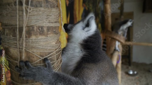 Lemur. Lemur eats fruit photo