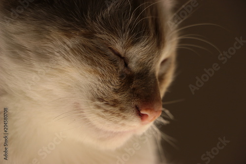 Gato