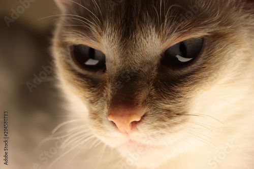 Gato