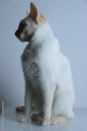 Gato