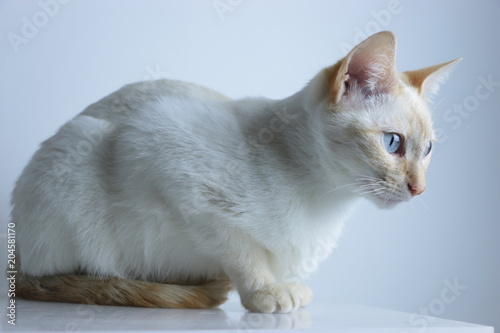 Gato