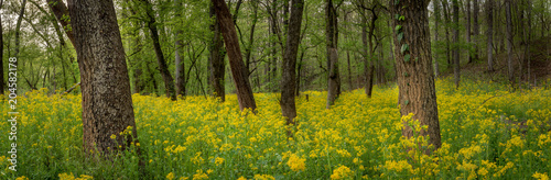 Flood of Yellow Ragwort Flowers in Forest