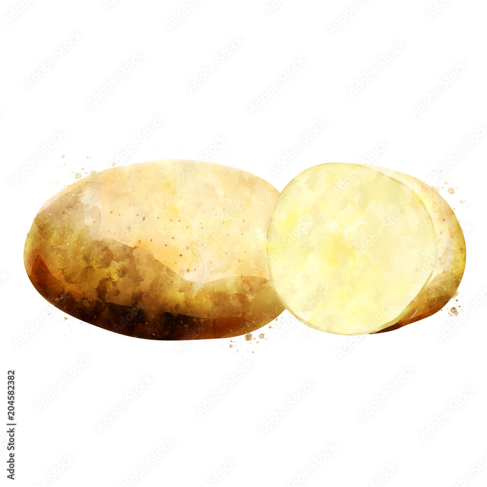 Potato on white background. Watercolor illustration Potato on white background. Watercolor illustration