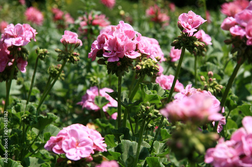 Butchart Gardens, Victoria, BC, Canada