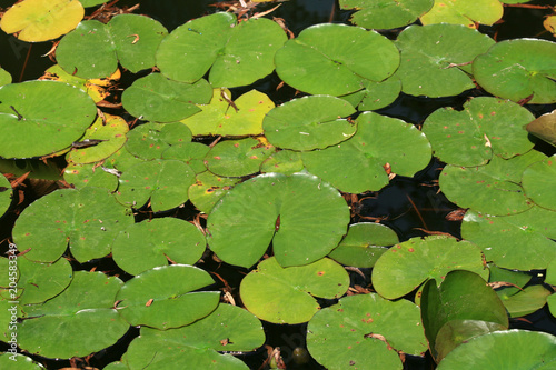 Butchart Gardens, Victoria, BC, Canada