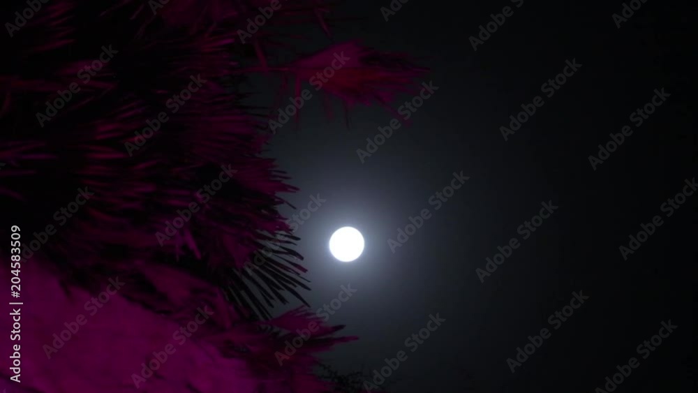 Low angle, full moon in night sky Low angle, full moon in night sky