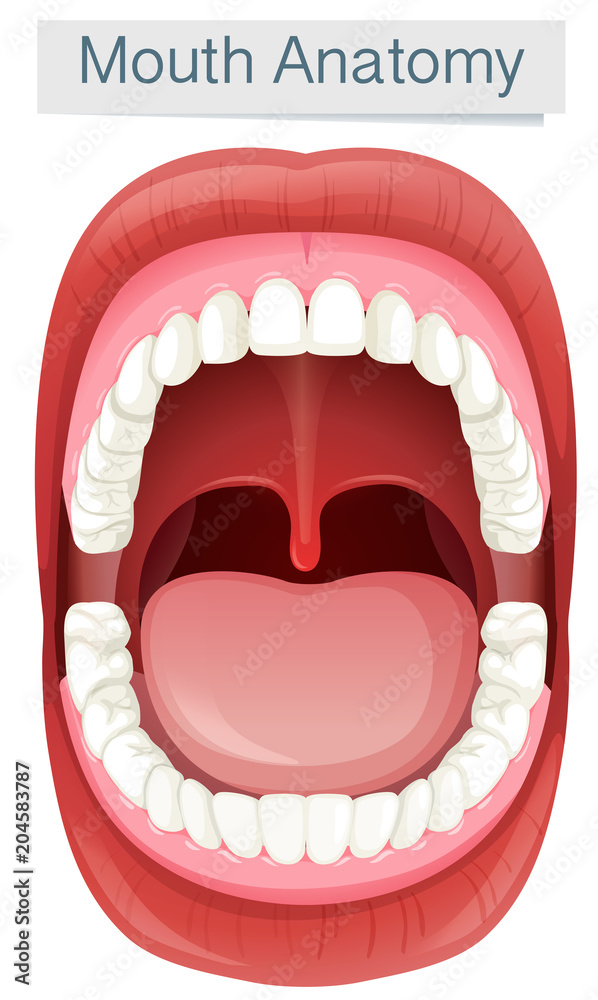Human Mouth Anatomy on White Background Stock Vector | Adobe Stock