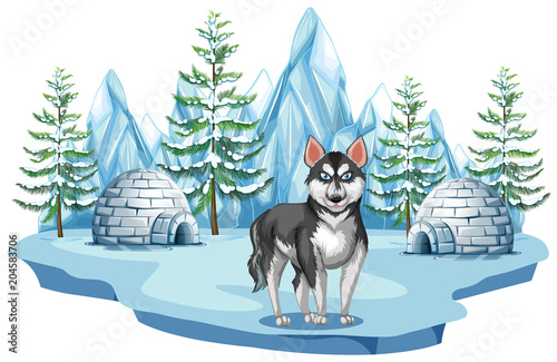 Siberian Husky Dog in Arctic