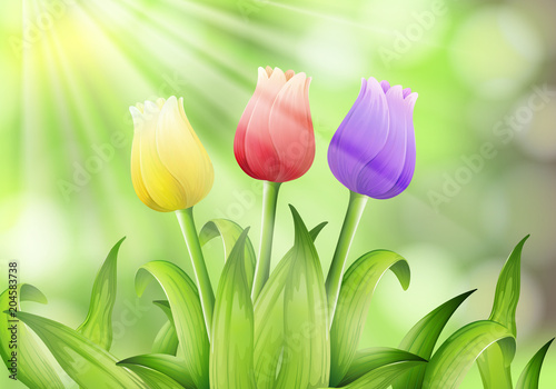 Colourful Tulip in Nature Background