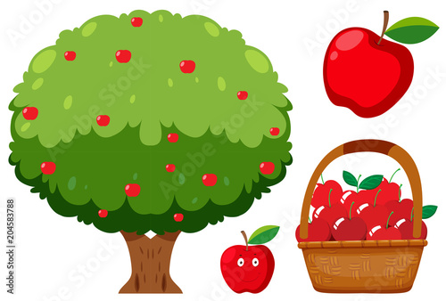 Apple Tree and Apple on White Background