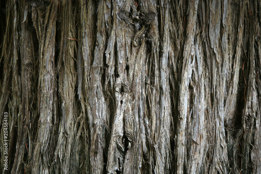 Tree - Butchart Gardens, Victoria, BC, Canada Tree - Butchart Gardens, Victoria, BC, Canada