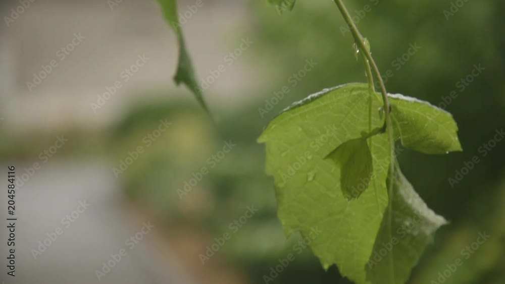 Close up, rain drips off leaf Close up, rain drips off leaf