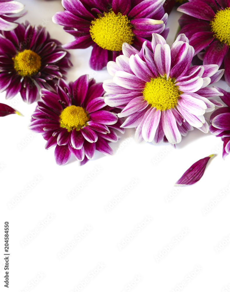 Fresh chrysanthemum on white background Fresh chrysanthemum on white background