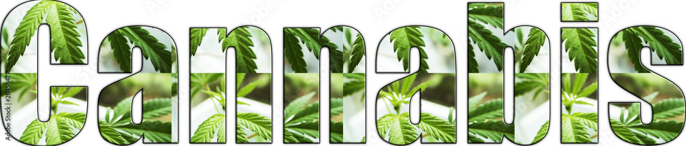 Cannabis Logo With Marijuana Leaves Inside Lettering With White Background  - obrazy, fototapety, plakaty 