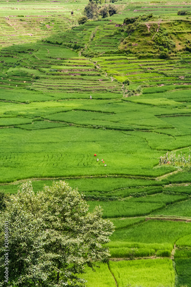 Rice paddies in Nepal