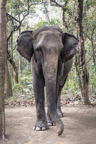 Elephant in forest