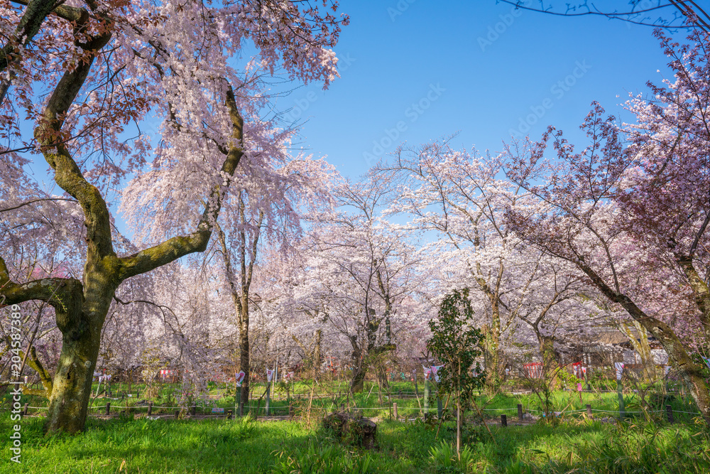 京都　平野神社の桜