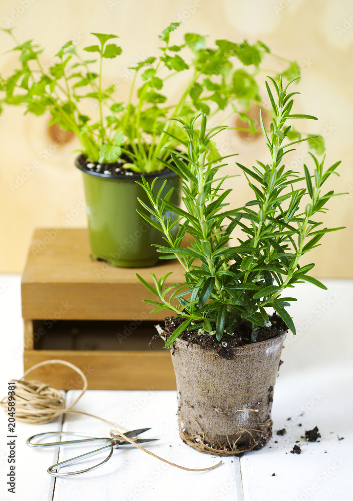 Rosemary and cilantro herb growing in a pot.