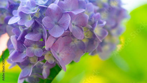 Beauty Blue Flower zoom for background