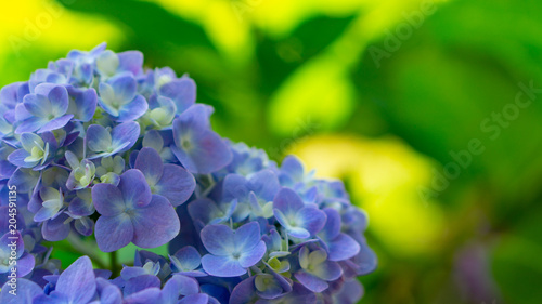 Beauty Blue Flower zoom for background