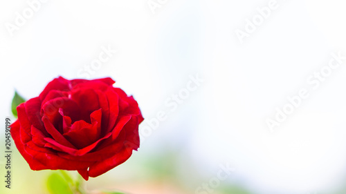Red beauty flower zoom