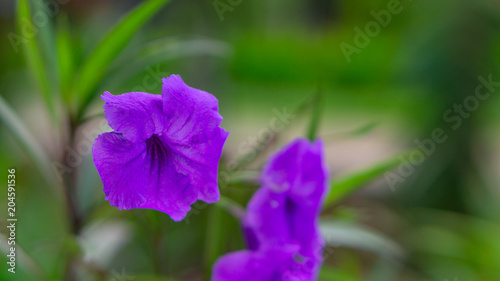 Blue Flower Photography 