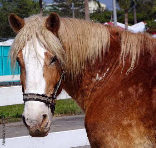 Closeup of an Old Horse