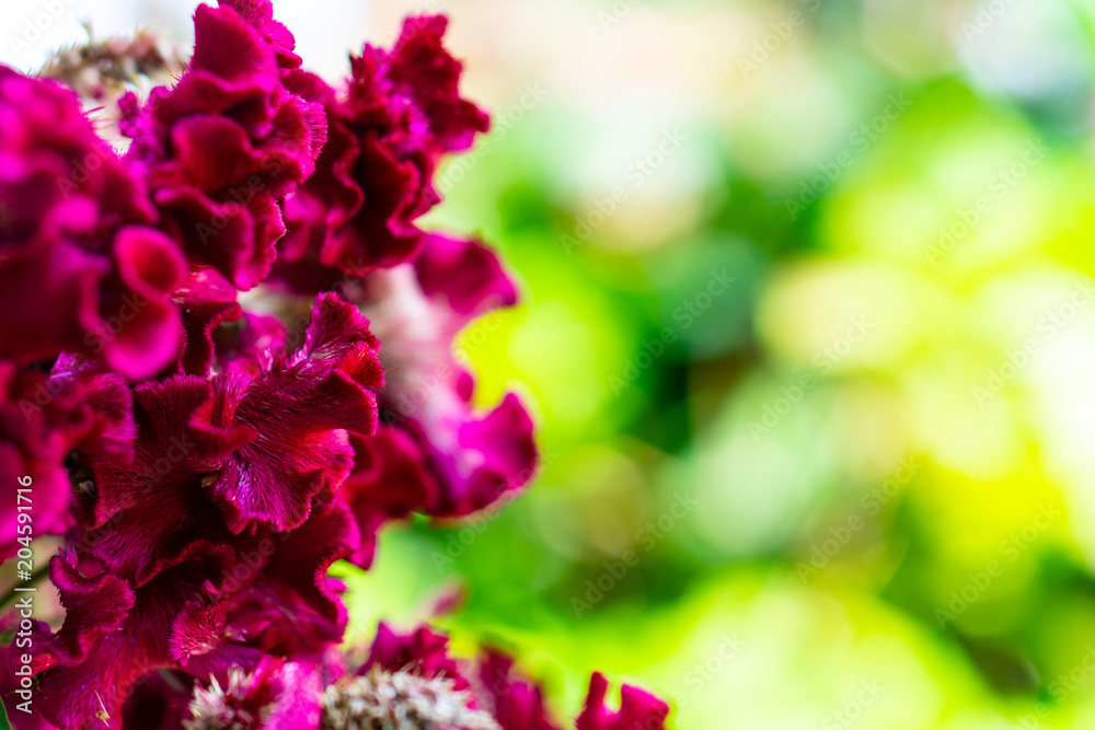 Romance Beauty Flower pink