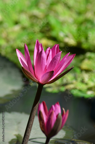 Two pink water lotus flowers with open petals. The petals have pointed leaves  and are bright pink. The stems are brown.