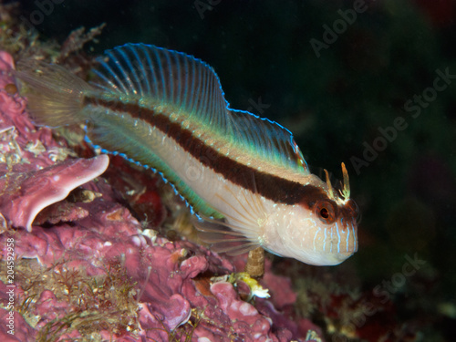 White blenny (Parablennius rouxi)  photo