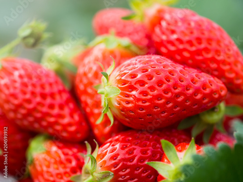 strawberries in natural background