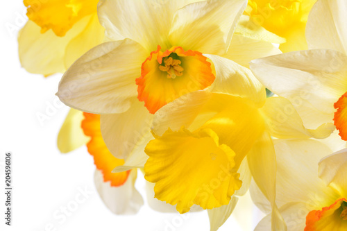 Fototapeta Naklejka Na Ścianę i Meble -   Flower narcissus