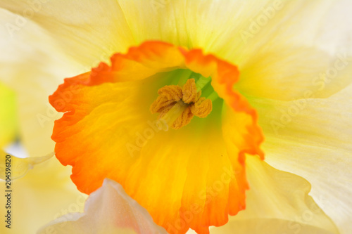 Fototapeta Naklejka Na Ścianę i Meble -   Flower narcissus
