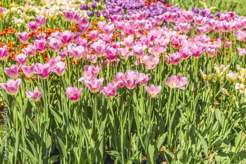 Group of colorful tulips. A pink tulip flower is illuminated by sunlight. Soft selective focus. Bright colorful background with tulips