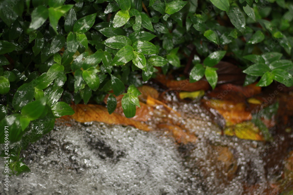 plant plant