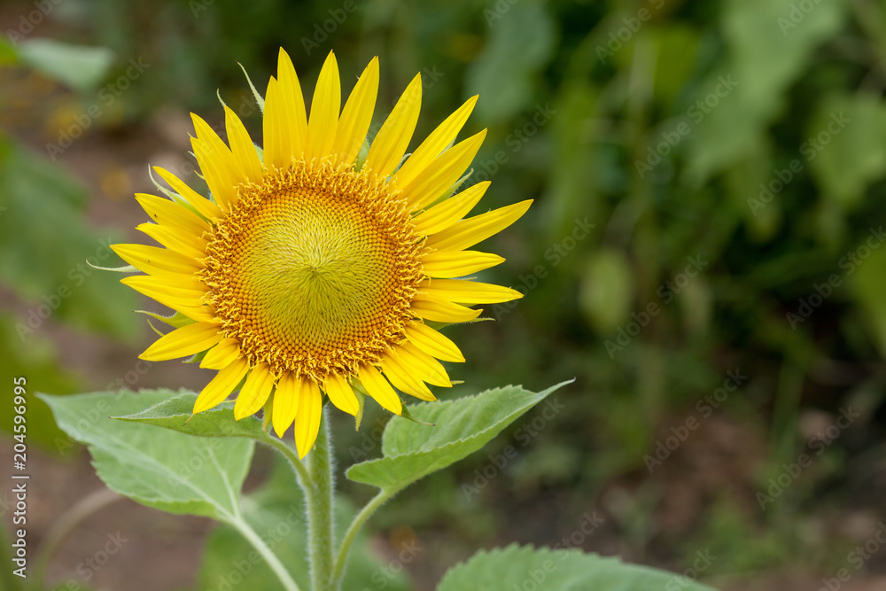 sunflower in a fields,image for nature background and summer background. sunflower in a fields,image for nature background and summer background.