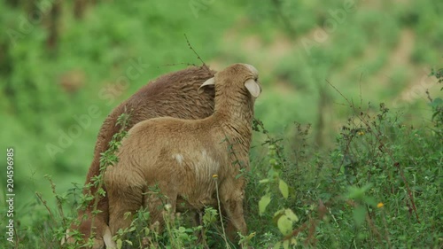 Sheep with lamb