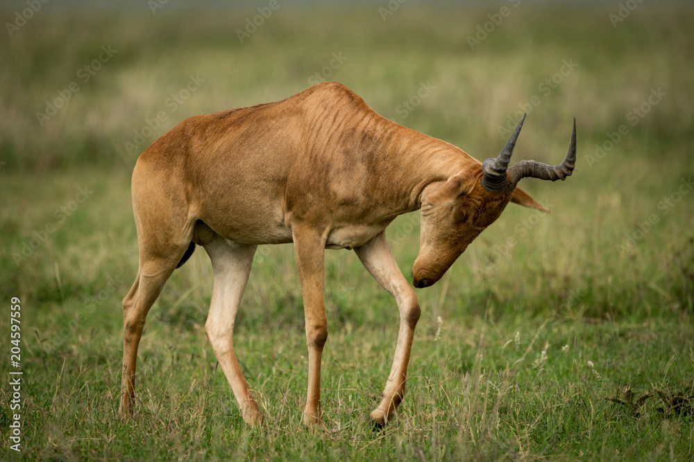 Hartebeest drops head walking across grassy plain Hartebeest drops head walking across grassy plain