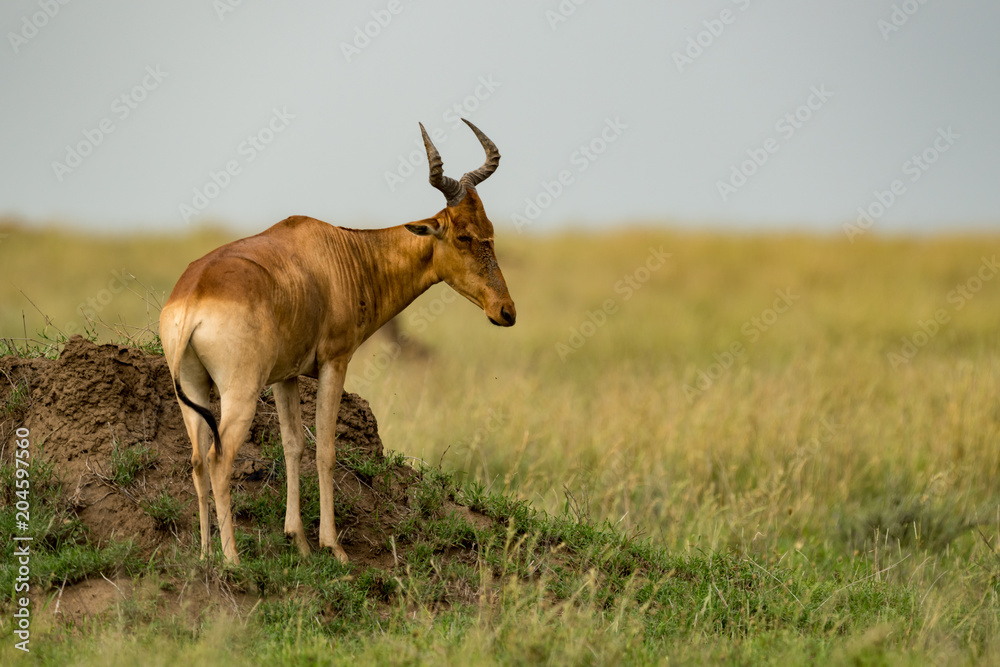 Obraz premium Hartebeest stands on termite mound on savannah