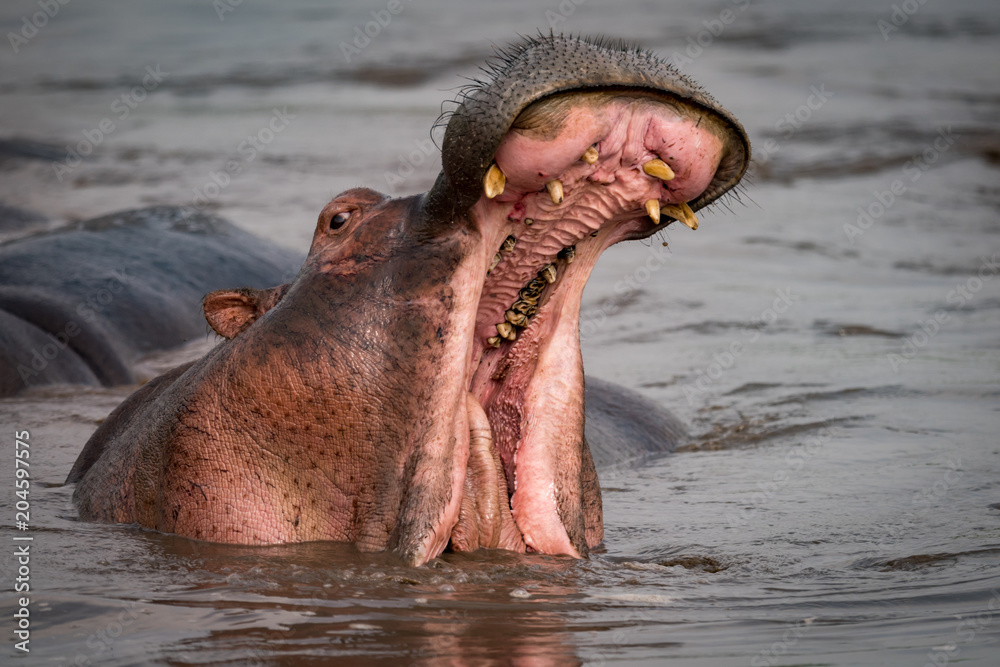 Fototapeta premium Hippopotamus opening mouth beside another in pool