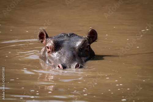 Hippopotamus wading up to neck facing camera
