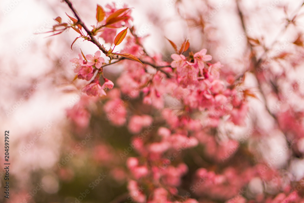 Beautiful pink Sakura flowers or cherry blossom flower Beautiful pink Sakura flowers or cherry blossom flower