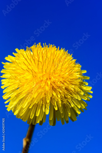 Fototapeta Naklejka Na Ścianę i Meble -  dandelion flower against the sky